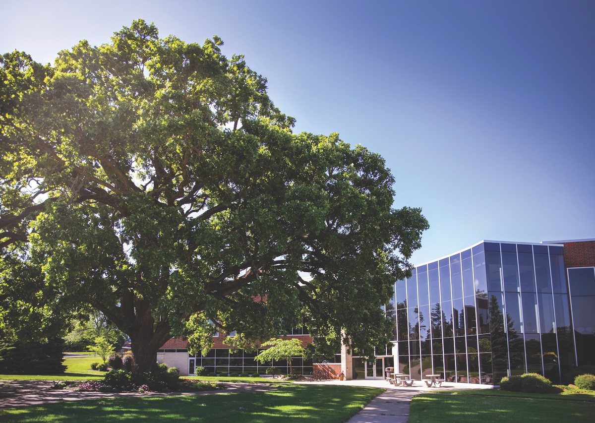 Oak Tree